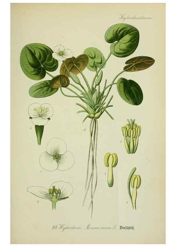 Reproducción/Reproduction 7845279742: Flora von Deutschland, Österreich und der Schweiz.. Gera,Zezschwitz,1903-