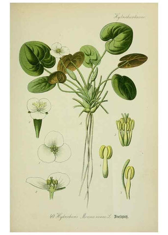 Reproducción/Reproduction 7845279742: Flora von Deutschland, Österreich und der Schweiz.. Gera,Zezschwitz,1903-