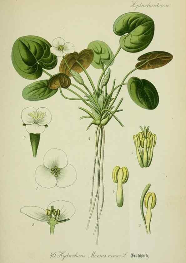 Reproducción/Reproduction 7845279742: Flora von Deutschland, Österreich und der Schweiz.. Gera,Zezschwitz,1903-