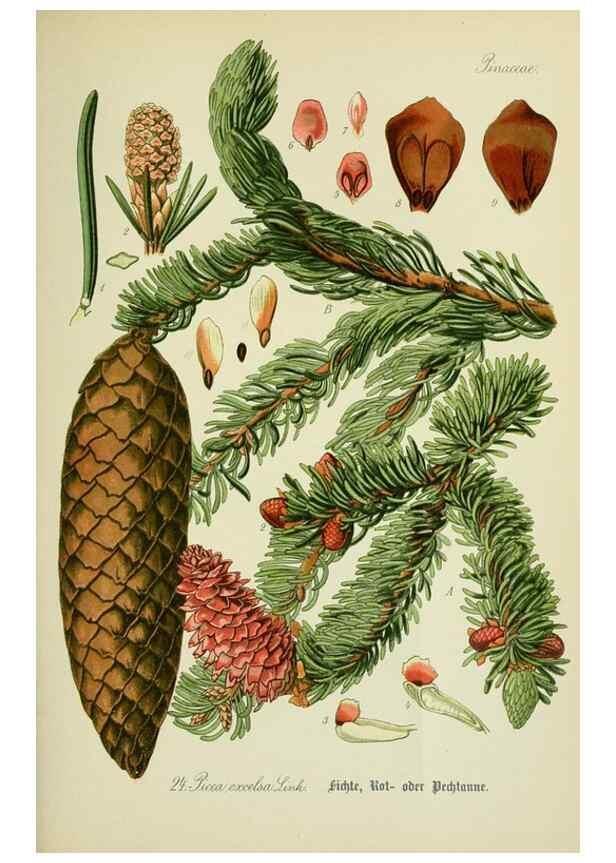 Reproducción/Reproduction 7845259058: Flora von Deutschland, Österreich und der Schweiz.. Gera,Zezschwitz,1903-