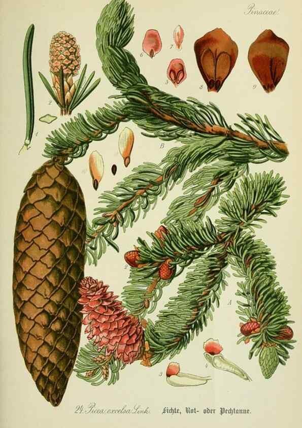 Reproducción/Reproduction 7845259058: Flora von Deutschland, Österreich und der Schweiz.. Gera,Zezschwitz,1903-