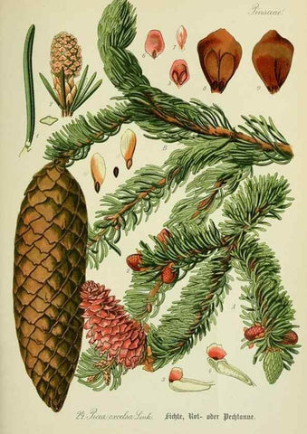 Reproducción/Reproduction 7845259058: Flora von Deutschland, Österreich und der Schweiz.. Gera,Zezschwitz,1903-