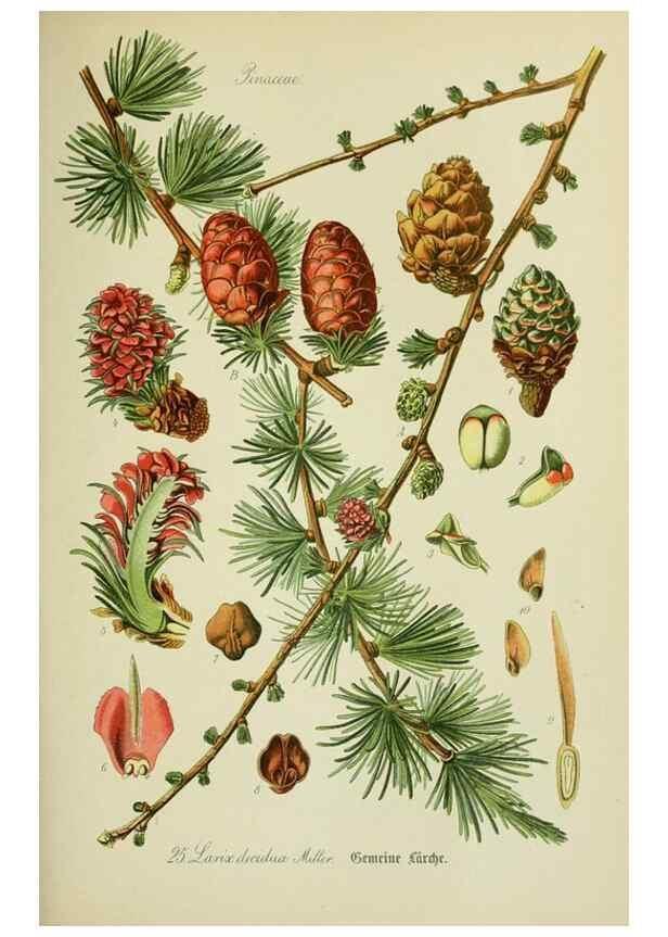 Reproducción/Reproduction 7845260430: Flora von Deutschland, Österreich und der Schweiz.. Gera,Zezschwitz,1903-