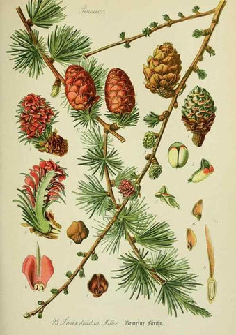 Reproducción/Reproduction 7845260430: Flora von Deutschland, Österreich und der Schweiz.. Gera,Zezschwitz,1903-