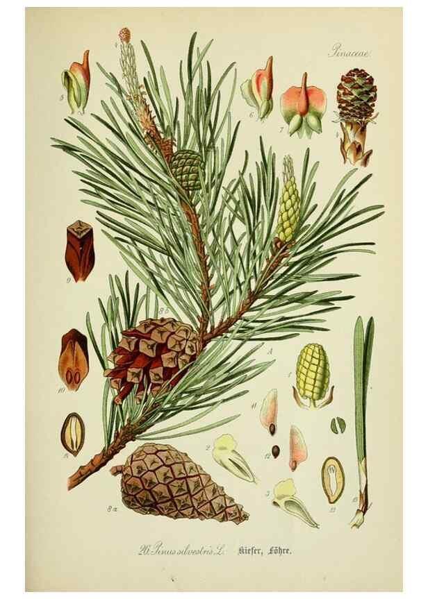 Reproducción/Reproduction 7845261948: Flora von Deutschland, Österreich und der Schweiz.. Gera,Zezschwitz,1903-