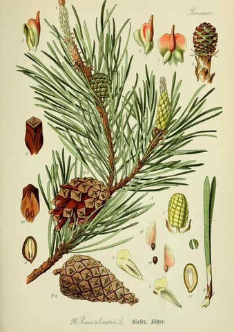 Reproducción/Reproduction 7845261948: Flora von Deutschland, Österreich und der Schweiz.. Gera,Zezschwitz,1903-