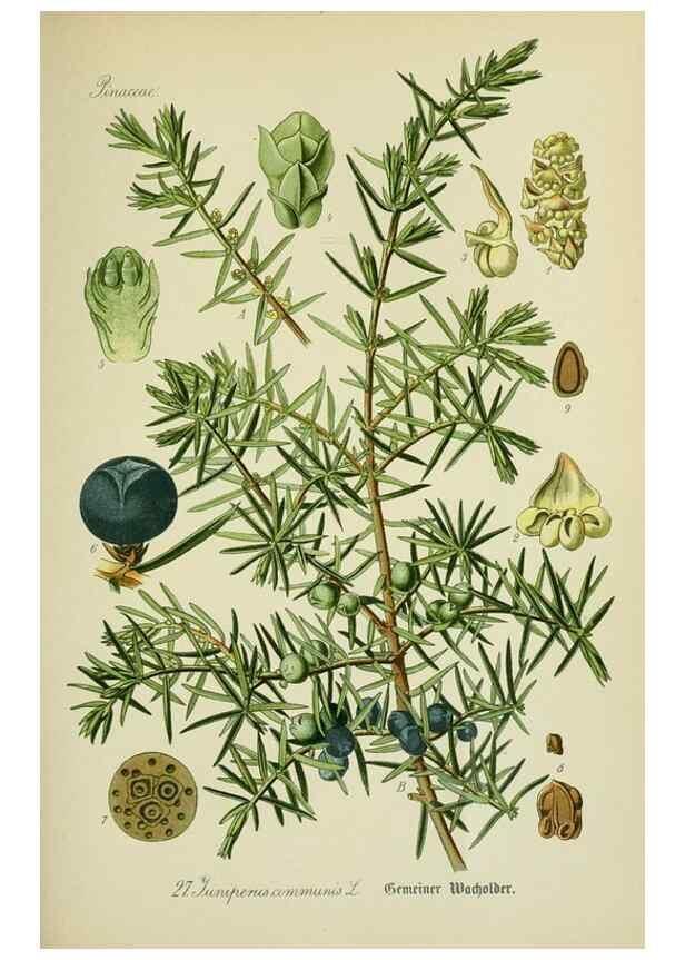 Reproducción/Reproduction 7845263260: Flora von Deutschland, Österreich und der Schweiz.. Gera,Zezschwitz,1903-