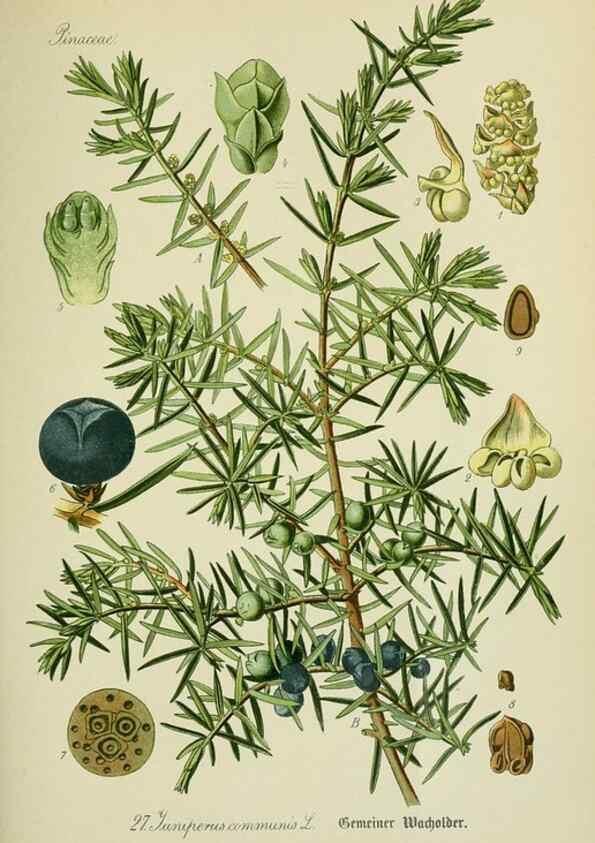 Reproducción/Reproduction 7845263260: Flora von Deutschland, Österreich und der Schweiz.. Gera,Zezschwitz,1903-