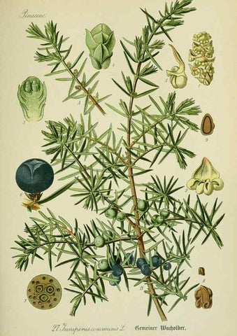 Reproducción/Reproduction 7845263260: Flora von Deutschland, Österreich und der Schweiz.. Gera,Zezschwitz,1903-