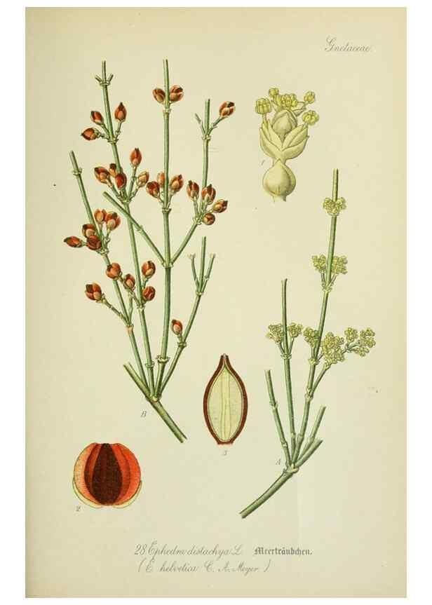 Reproducción/Reproduction 7845264294: Flora von Deutschland, Österreich und der Schweiz.. Gera,Zezschwitz,1903-
