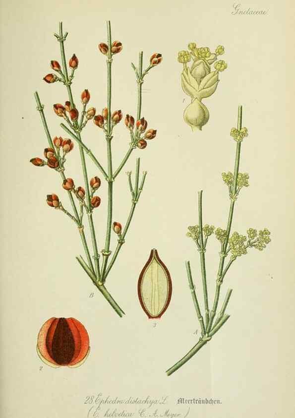 Reproducción/Reproduction 7845264294: Flora von Deutschland, Österreich und der Schweiz.. Gera,Zezschwitz,1903-