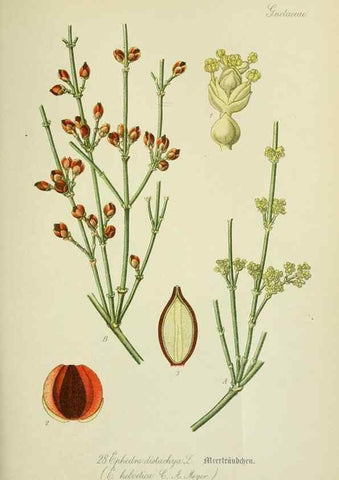 Reproducción/Reproduction 7845264294: Flora von Deutschland, Österreich und der Schweiz.. Gera,Zezschwitz,1903-