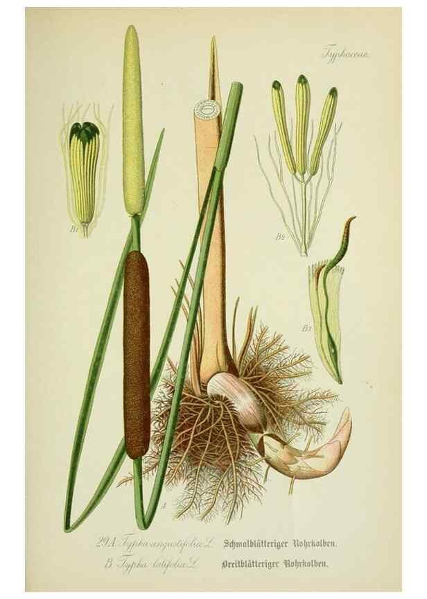 Reproducción/Reproduction 7845265484: Flora von Deutschland, Österreich und der Schweiz.. Gera,Zezschwitz,1903-