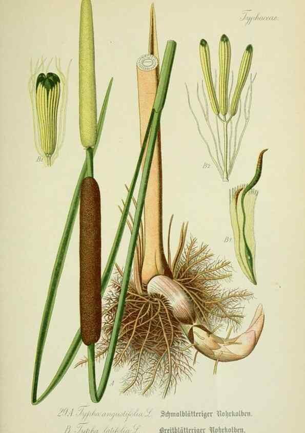Reproducción/Reproduction 7845265484: Flora von Deutschland, Österreich und der Schweiz.. Gera,Zezschwitz,1903-