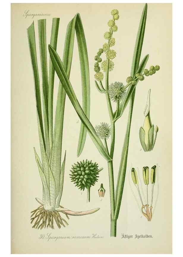 Reproducción/Reproduction 7845266804: Flora von Deutschland, Österreich und der Schweiz.. Gera,Zezschwitz,1903-