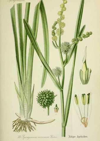 Reproducción/Reproduction 7845266804: Flora von Deutschland, Österreich und der Schweiz.. Gera,Zezschwitz,1903-
