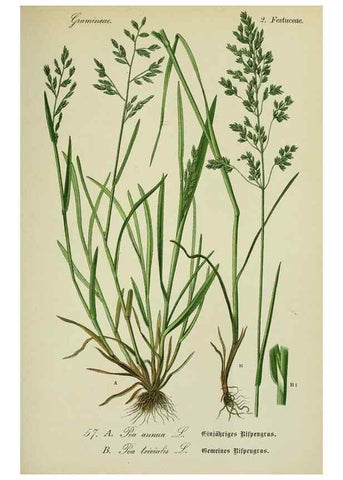 Reproducción/Reproduction 7845305524: Flora von Deutschland, Österreich und der Schweiz.. Gera,Zezschwitz,1903-