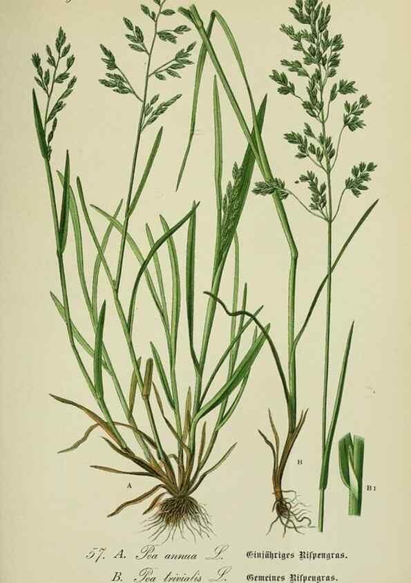 Reproducción/Reproduction 7845305524: Flora von Deutschland, Österreich und der Schweiz.. Gera,Zezschwitz,1903-