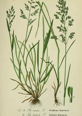 Reproducción/Reproduction 7845305524: Flora von Deutschland, Österreich und der Schweiz.. Gera,Zezschwitz,1903-