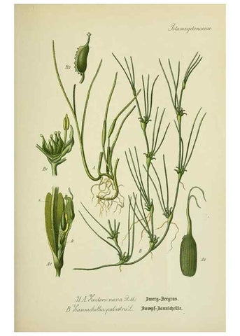Reproducción/Reproduction 7845267892: Flora von Deutschland, Österreich und der Schweiz.. Gera,Zezschwitz,1903-