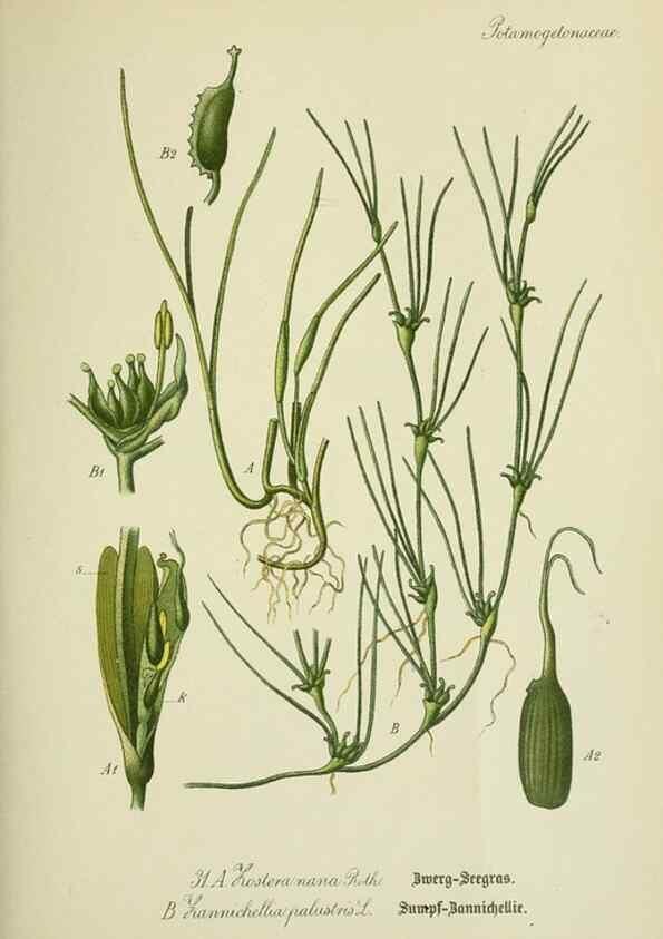 Reproducción/Reproduction 7845267892: Flora von Deutschland, Österreich und der Schweiz.. Gera,Zezschwitz,1903-