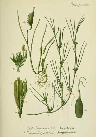 Reproducción/Reproduction 7845267892: Flora von Deutschland, Österreich und der Schweiz.. Gera,Zezschwitz,1903-