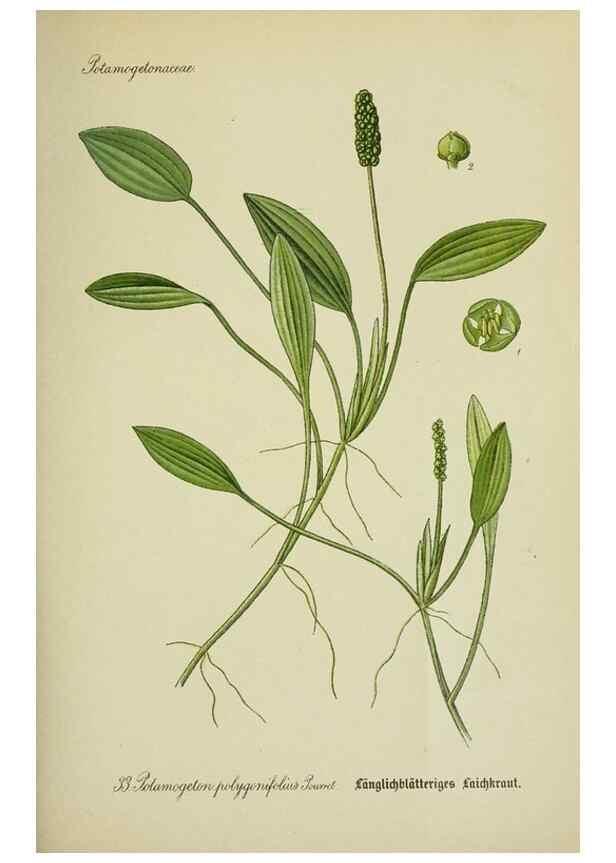 Reproducción/Reproduction 7845270330: Flora von Deutschland, Österreich und der Schweiz.. Gera,Zezschwitz,1903-