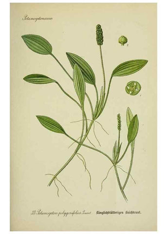 Reproducción/Reproduction 7845270330: Flora von Deutschland, Österreich und der Schweiz.. Gera,Zezschwitz,1903-