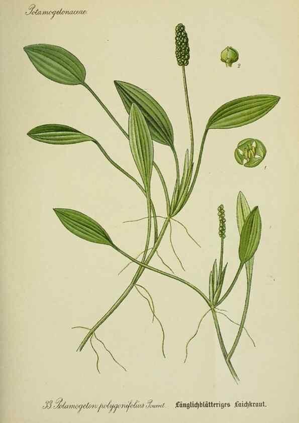Reproducción/Reproduction 7845270330: Flora von Deutschland, Österreich und der Schweiz.. Gera,Zezschwitz,1903-