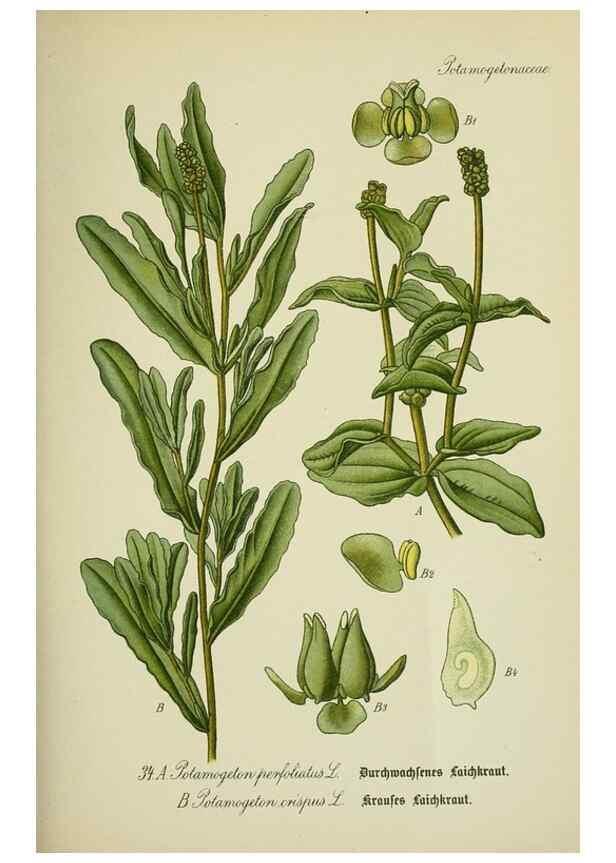 Reproducción/Reproduction 7845271568: Flora von Deutschland, Österreich und der Schweiz.. Gera,Zezschwitz,1903-