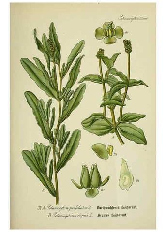 Reproducción/Reproduction 7845271568: Flora von Deutschland, Österreich und der Schweiz.. Gera,Zezschwitz,1903-