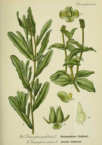 Reproducción/Reproduction 7845271568: Flora von Deutschland, Österreich und der Schweiz.. Gera,Zezschwitz,1903-