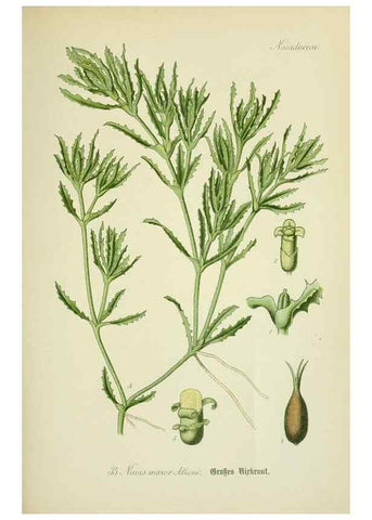 Reproducción/Reproduction 7845272950: Flora von Deutschland, Österreich und der Schweiz.. Gera,Zezschwitz,1903-