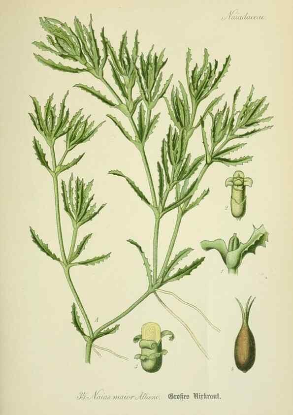 Reproducción/Reproduction 7845272950: Flora von Deutschland, Österreich und der Schweiz.. Gera,Zezschwitz,1903-