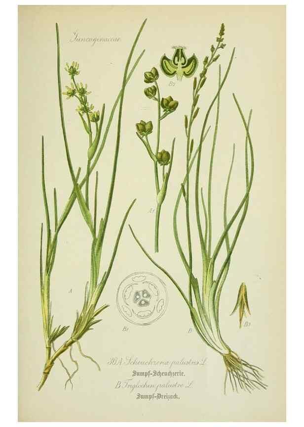 Reproducción/Reproduction 7845274066: Flora von Deutschland, Österreich und der Schweiz.. Gera,Zezschwitz,1903-