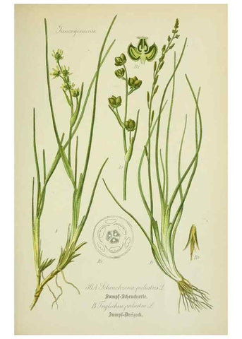 Reproducción/Reproduction 7845274066: Flora von Deutschland, Österreich und der Schweiz.. Gera,Zezschwitz,1903-