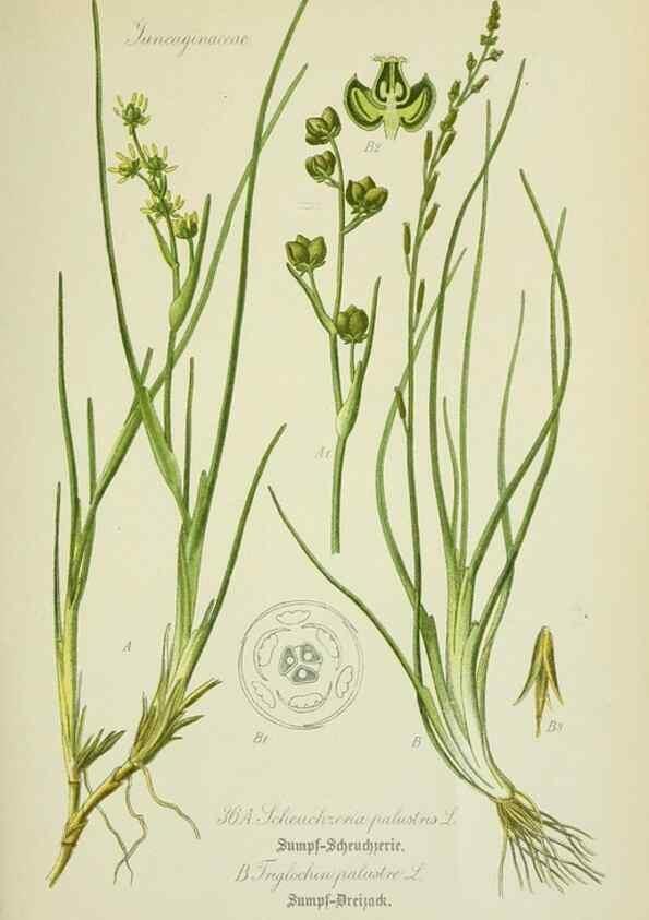 Reproducción/Reproduction 7845274066: Flora von Deutschland, Österreich und der Schweiz.. Gera,Zezschwitz,1903-