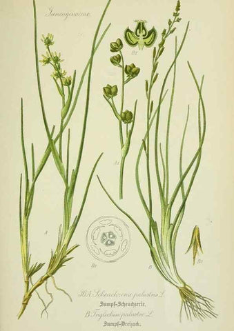 Reproducción/Reproduction 7845274066: Flora von Deutschland, Österreich und der Schweiz.. Gera,Zezschwitz,1903-