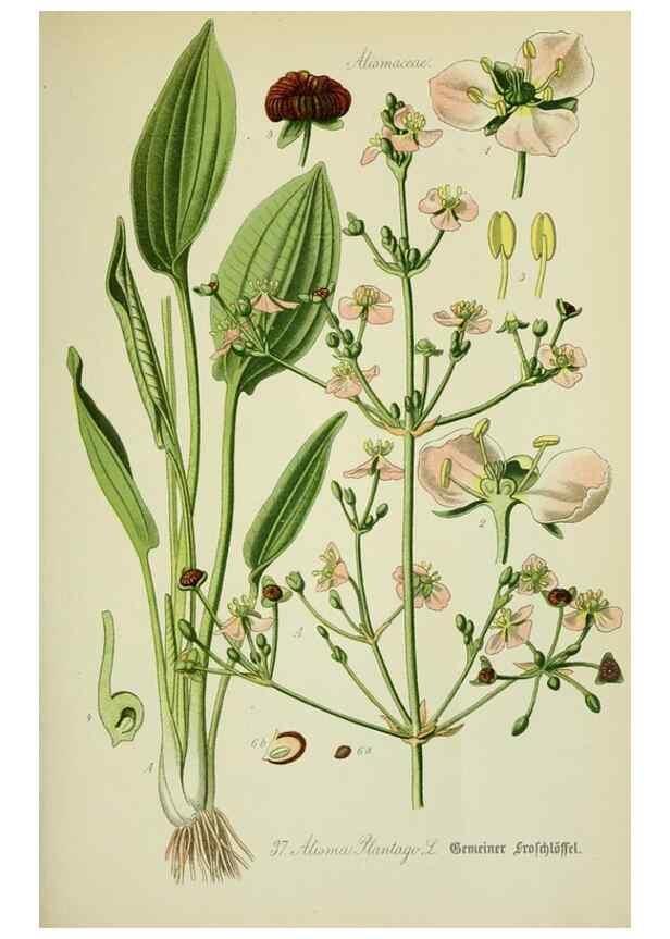 Reproducción/Reproduction 7845275234: Flora von Deutschland, Österreich und der Schweiz.. Gera,Zezschwitz,1903-