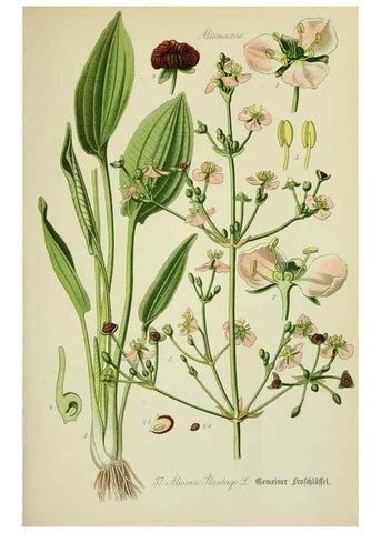 Reproducción/Reproduction 7845275234: Flora von Deutschland, Österreich und der Schweiz.. Gera,Zezschwitz,1903-