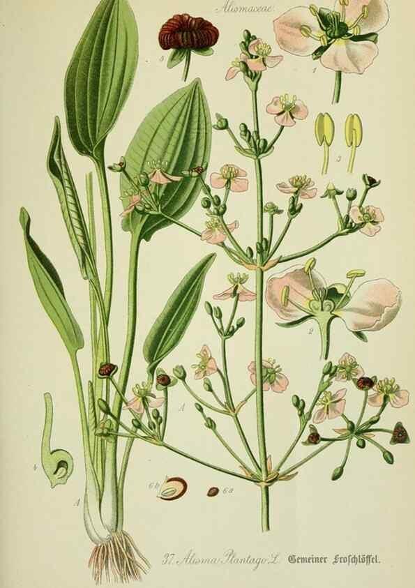 Reproducción/Reproduction 7845275234: Flora von Deutschland, Österreich und der Schweiz.. Gera,Zezschwitz,1903-