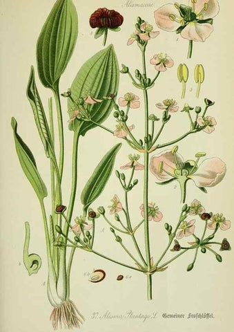 Reproducción/Reproduction 7845275234: Flora von Deutschland, Österreich und der Schweiz.. Gera,Zezschwitz,1903-