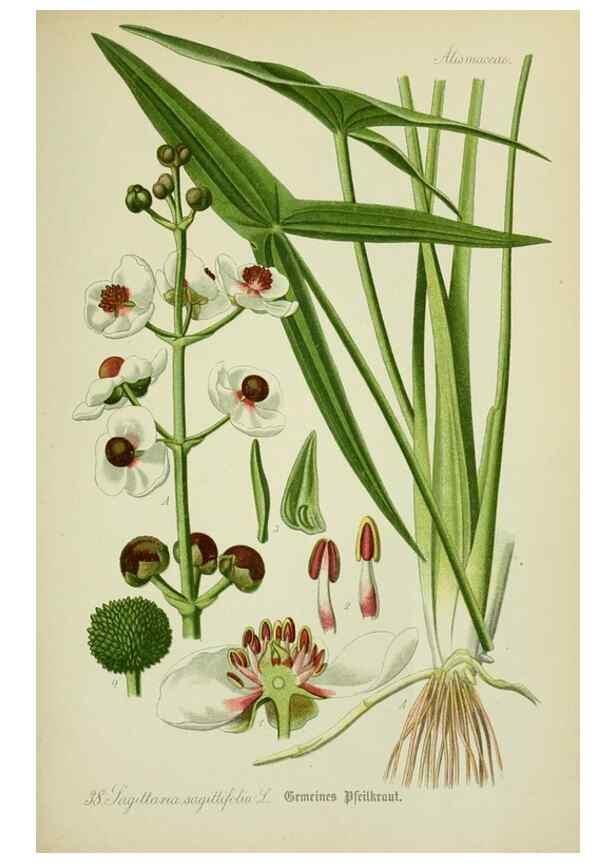 Reproducción/Reproduction 7845277086: Flora von Deutschland, Österreich und der Schweiz.. Gera,Zezschwitz,1903-