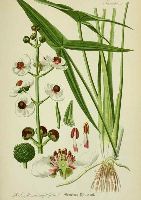 Reproducción/Reproduction 7845277086: Flora von Deutschland, Österreich und der Schweiz.. Gera,Zezschwitz,1903-