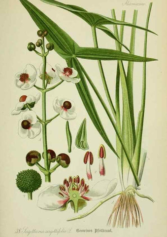 Reproducción/Reproduction 7845277086: Flora von Deutschland, Österreich und der Schweiz.. Gera,Zezschwitz,1903-