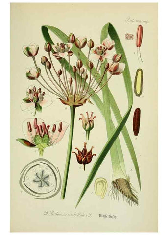 Reproducción/Reproduction 7845278558: Flora von Deutschland, Österreich und der Schweiz.. Gera,Zezschwitz,1903-
