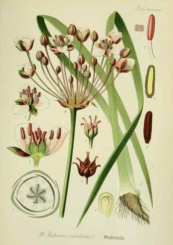 Reproducción/Reproduction 7845278558: Flora von Deutschland, Österreich und der Schweiz.. Gera,Zezschwitz,1903-