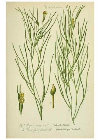 Reproducción/Reproduction 7845269110: Flora von Deutschland, Österreich und der Schweiz.. Gera,Zezschwitz,1903-