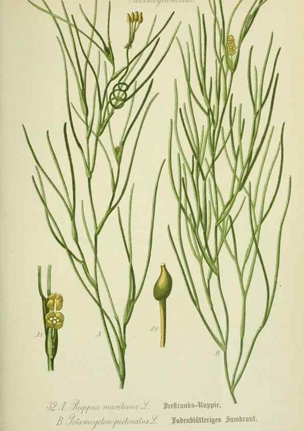 Reproducción/Reproduction 7845269110: Flora von Deutschland, Österreich und der Schweiz.. Gera,Zezschwitz,1903-