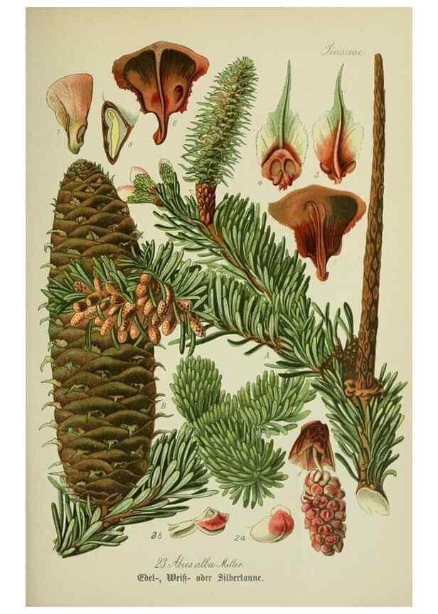 Reproducción/Reproduction 7845257788: Flora von Deutschland, Österreich und der Schweiz.. Gera,Zezschwitz,1903-